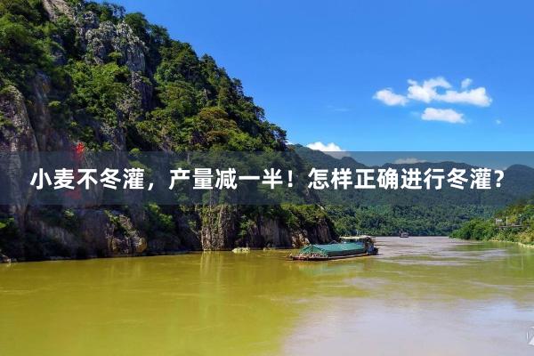 小麦不冬灌，产量减一半！怎样正确进行冬灌？